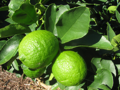 Persian Limes