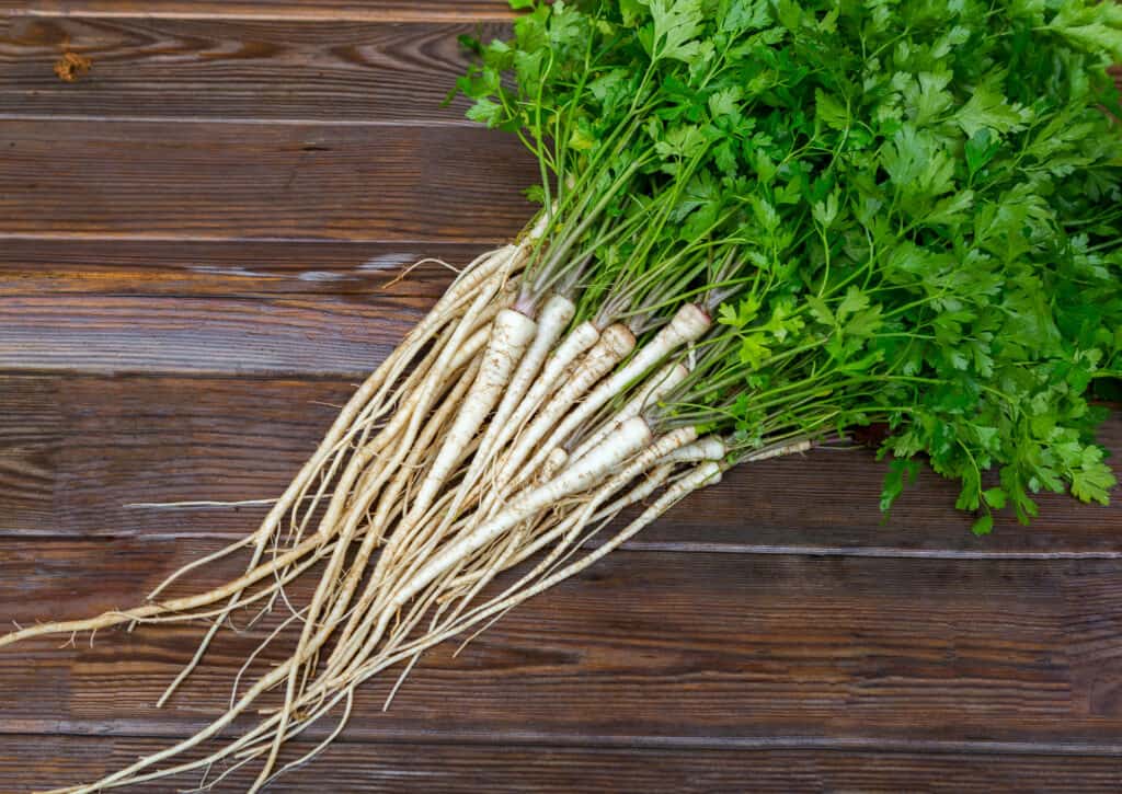 Parsley Roots